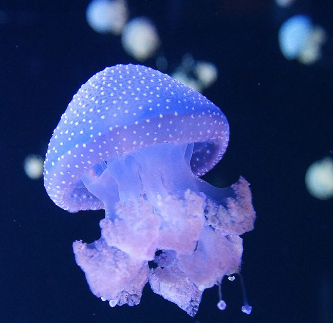 jellyfish_01