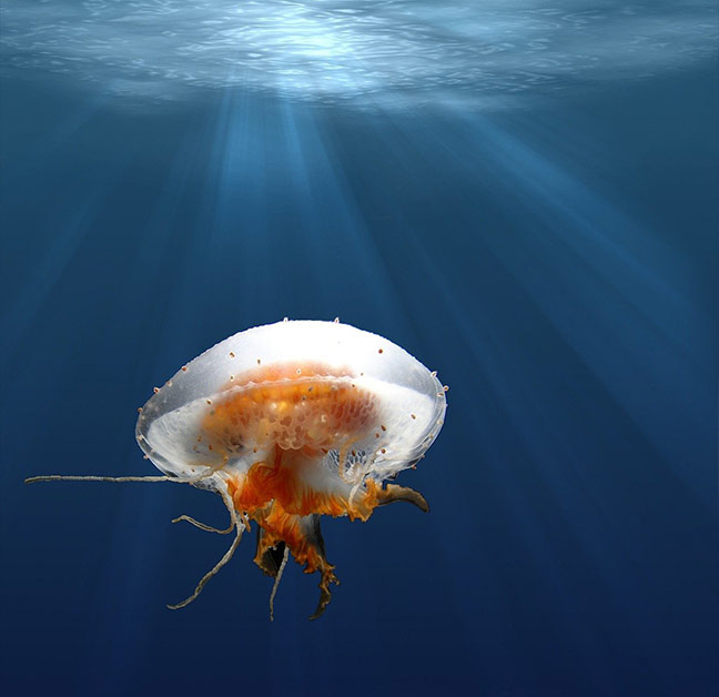 jellyfish_02