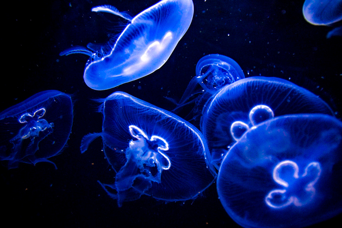 jellyfish_03