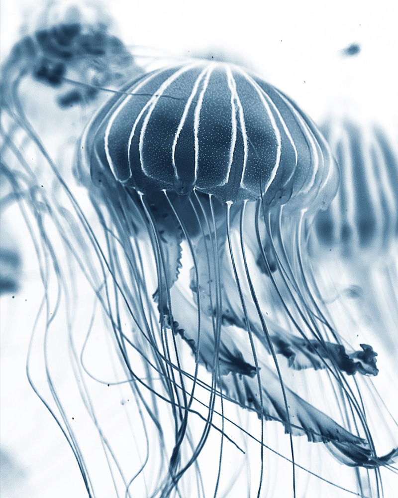 jellyfish_04