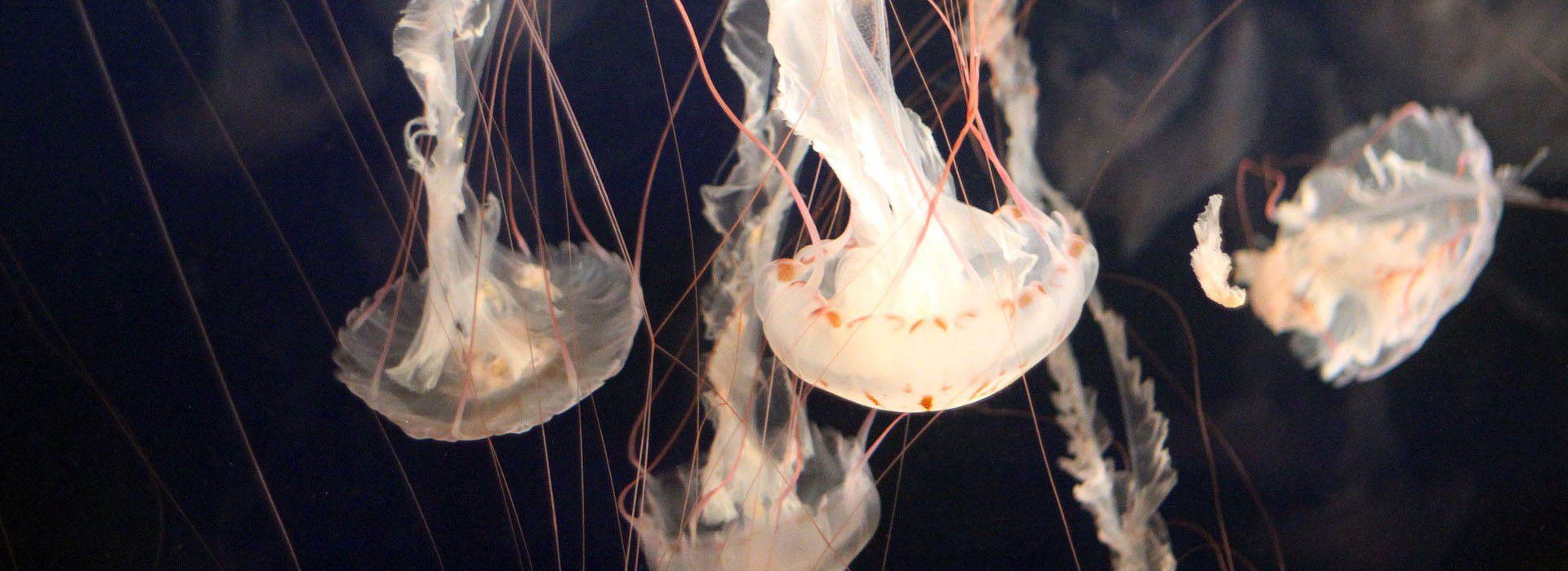 jellyfish_05