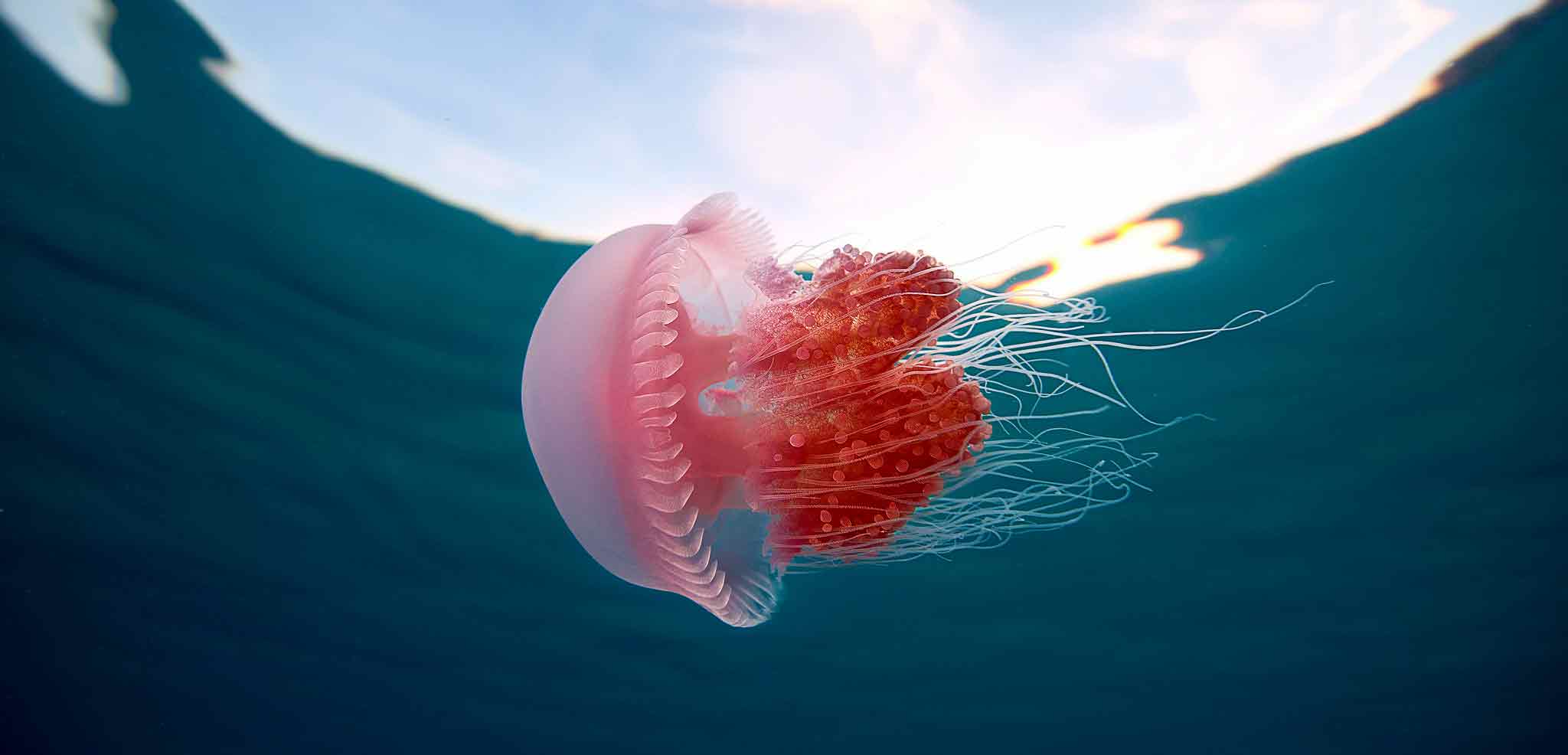 jellyfish_06